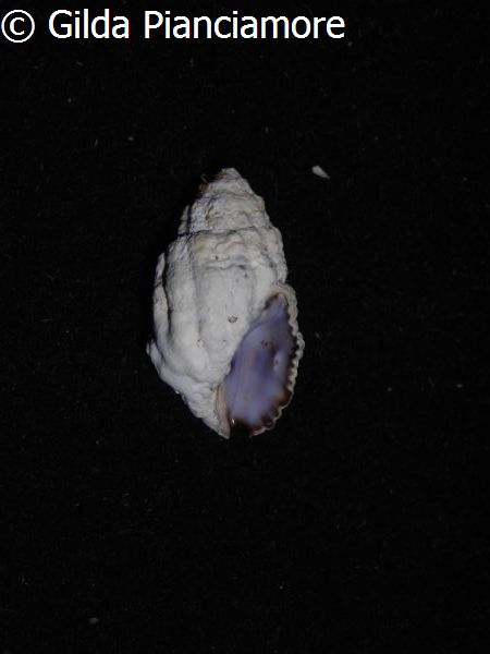 no photo for this shell